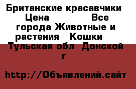 Британские красавчики › Цена ­ 35 000 - Все города Животные и растения » Кошки   . Тульская обл.,Донской г.